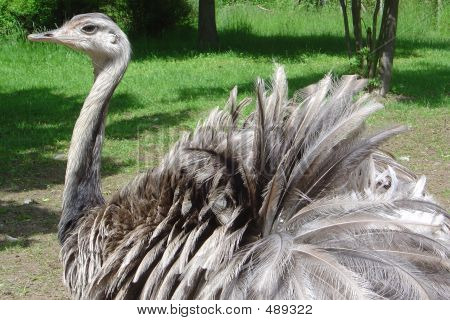 Ostrich