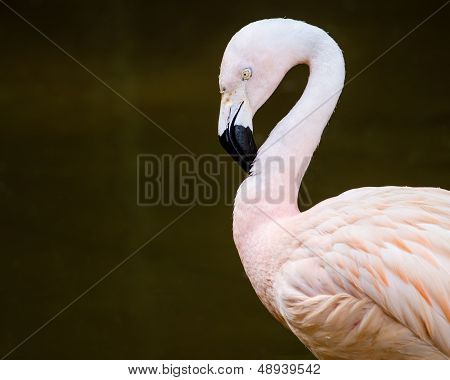 Portrait of greater flamingo (Phoenicopterus roseus) with room for copy
