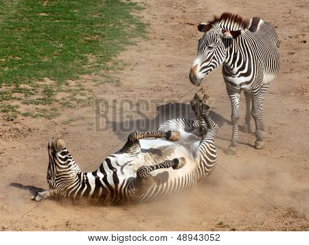 Obraz The Zebra w pył. Wanna przeciwpasożytniczych kurzu.