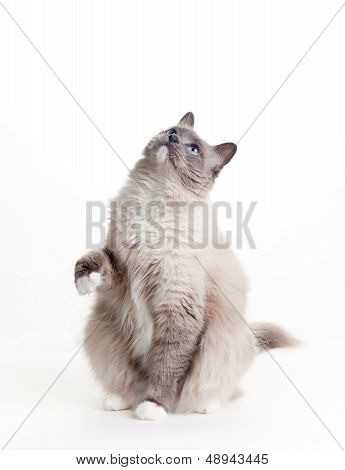 Cats Series - Ragdoll