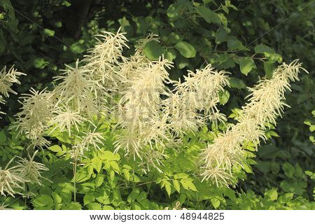 Blooming Spirea
