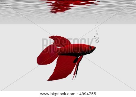 Сиамская драки рыбы