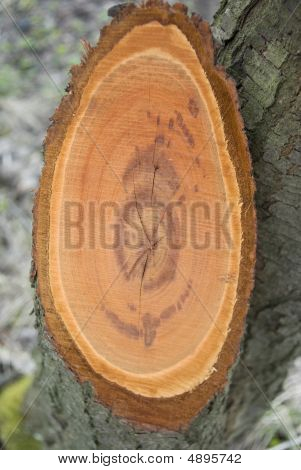 Holz