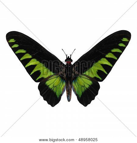 Rajah Brooke's Birdwing