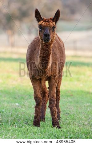 Curious Alpaca