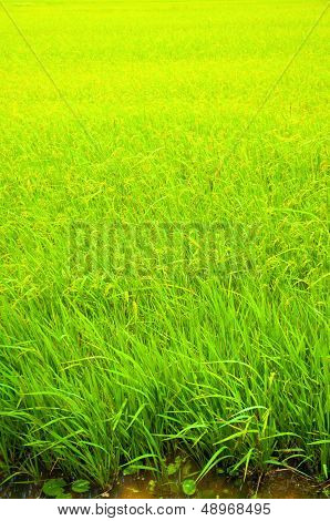 Rice Field