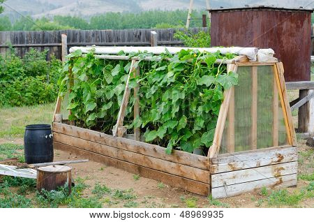 Cucumber Hotbed