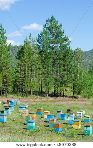 Siberian Bee Garden