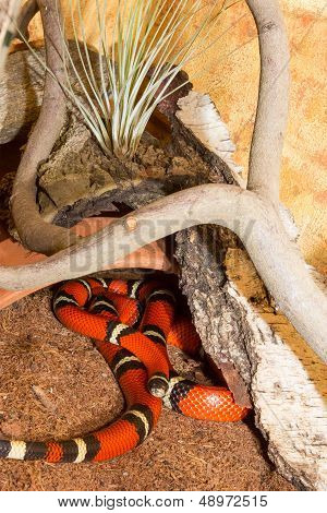 Red Sinaloan Milk Snake In A Terrarium