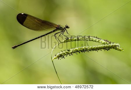 Female Damselfly Perched On A Stick