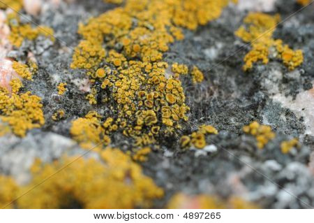 Moss