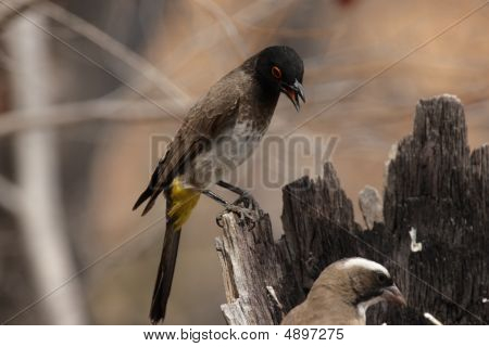 Afrikkalainen Red-eyed Bulbul (pycnonotus Nigricans)