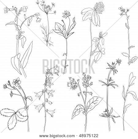 Set of line drawing herbs