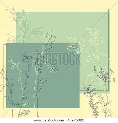 line drawing herbs