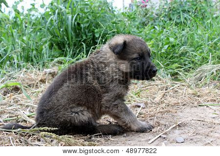 Lonely Homeless Dirty Puppy