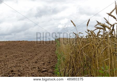 Ripe Wheats Harvest Plowed Agricultural Field Soil