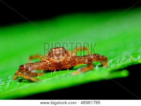 Crab Spider