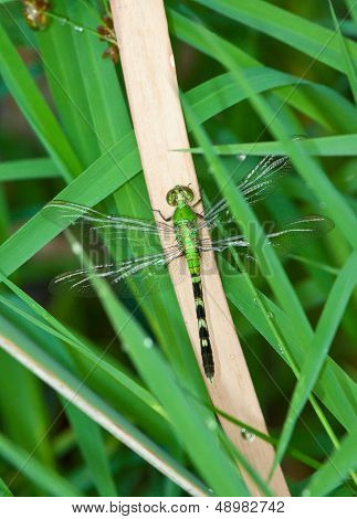 Eastern Pondhawk Dragonfly