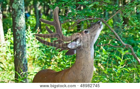 Whitetail 12 Point Buck