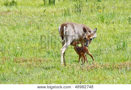 Whitetail Doe And Fawn