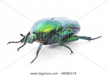 Green Beetle