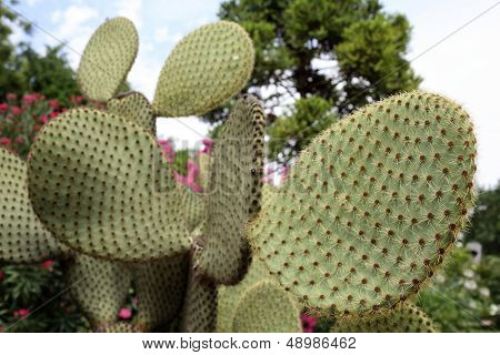 Opuntia Scheerii