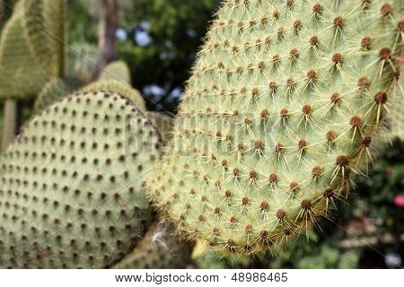 Opuntia Scheerii