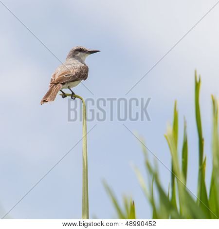 Grey Kingbird (tyrannus Dominicensis)