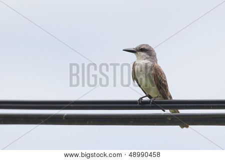 Grey Kingbird (tyrannus Dominicensis)