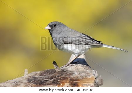 Junco kanto keväällä