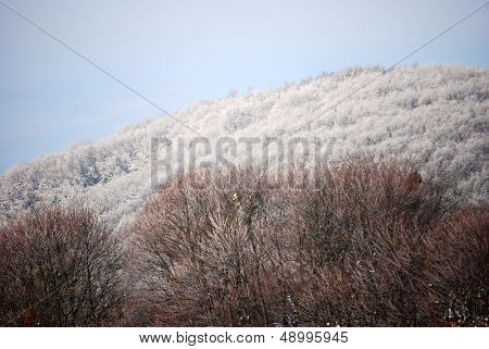 Winter forest