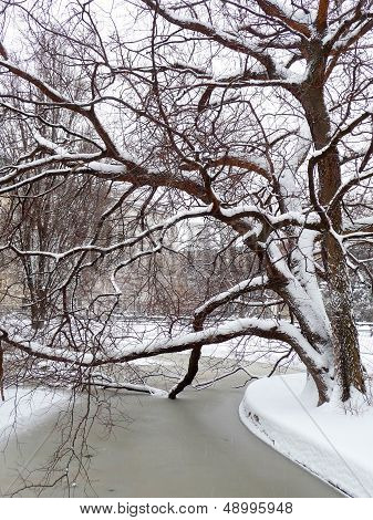 Winter in the park