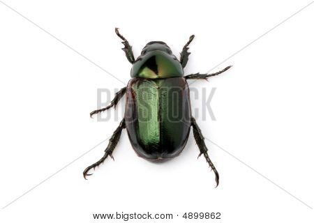 Grøn Bille (anomala Albopilosa)