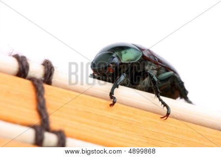 Grøn Bille (anomala Albopilosa)