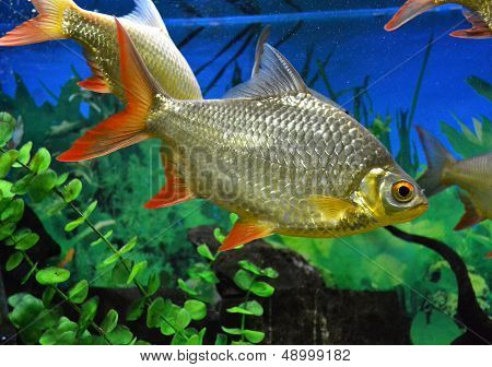 marine for aquarium fish