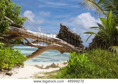Beach Seychelles