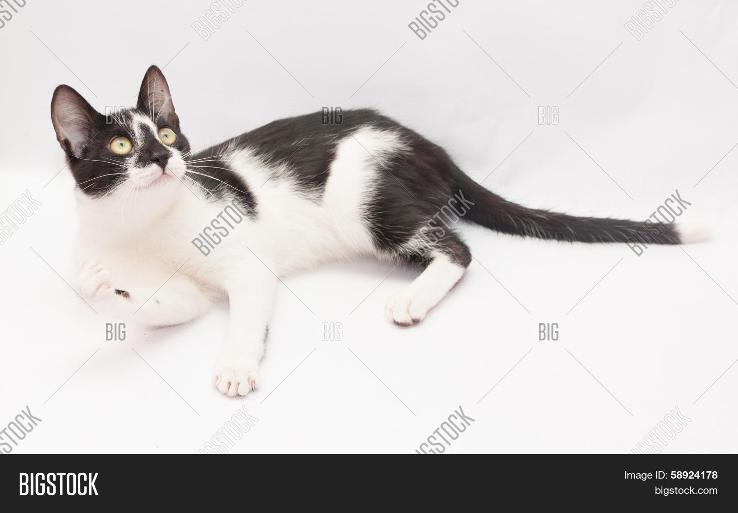 White Cat Black Spots Image & Photo (Free Trial) Bigstock