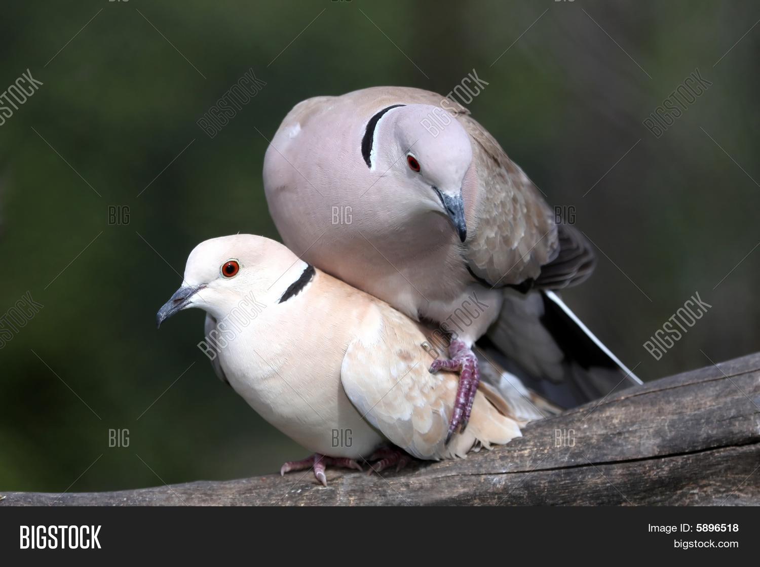 Mating Dove Birds Image & Photo (Free Trial) Bigstock