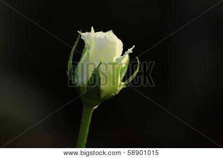 Detailed Shot Of White Rose On Dark Background.
