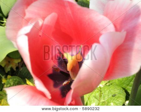 Růžová Tulipán