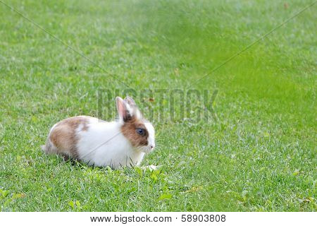 Rabbit