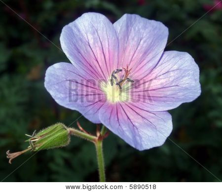 Purple passion