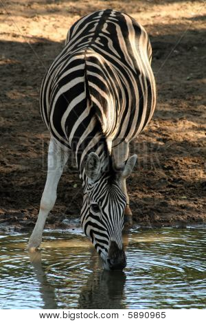 Zebra juominen