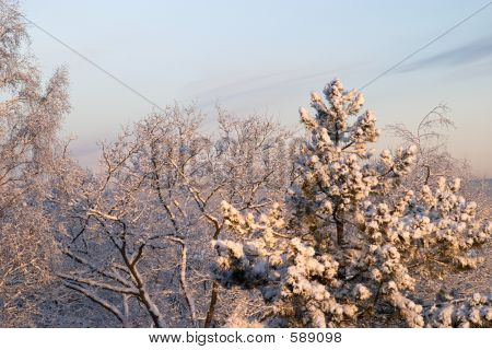 Fredda mattina d'inverno