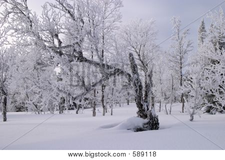 Kalten Wintertag
