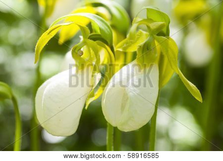 White form of the more common wild pink lady slipper (Cypripedium acaule) growing in the forest in rural Prince Edward Island, Canada.  