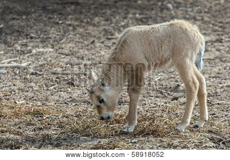 Baby of antelope, Arabian oryx (Oryx leucoryx) in desert nature reserve, 35 km north of Eilat, Israel
