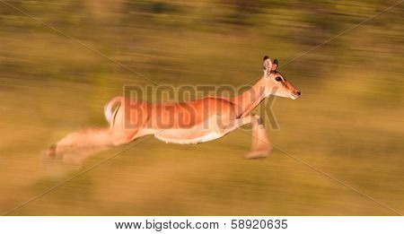 Impala Running