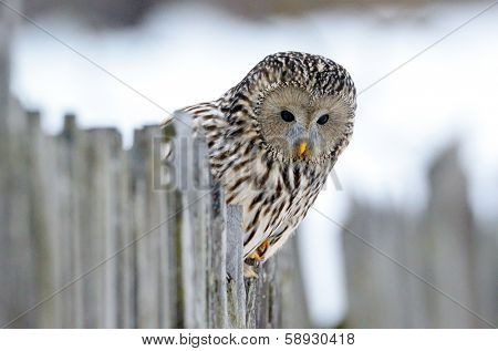 Ural owl in natural habitat (strix uralensis)