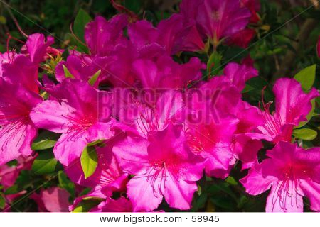 Azáleas rosa